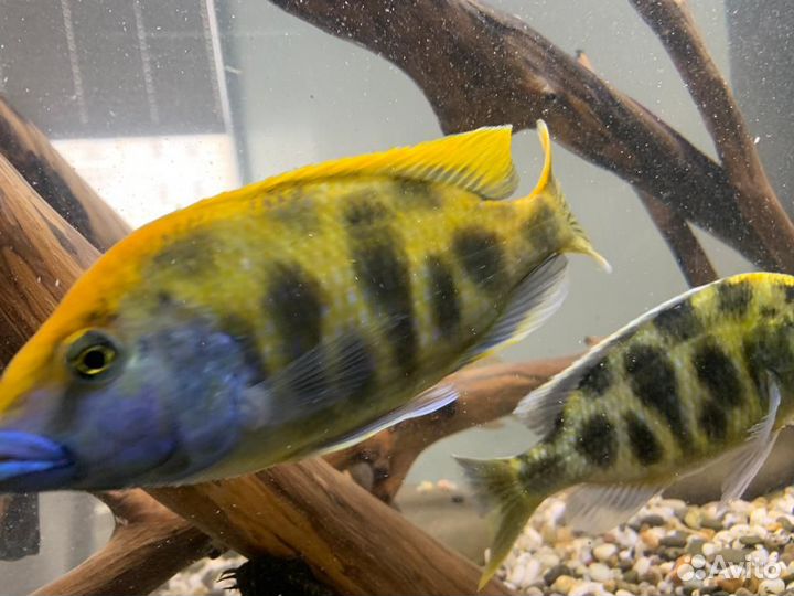 Продам крупных цихлид и аквариум Juwel