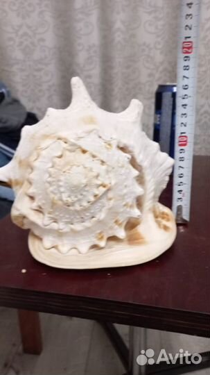 Ракушка морская большая