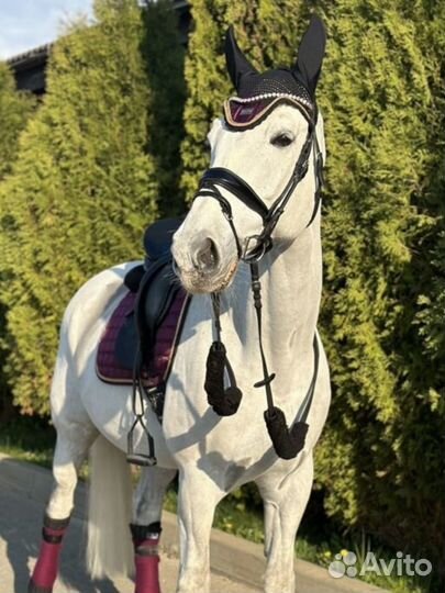 Занятия верховой ездой/аренда лошади и пони