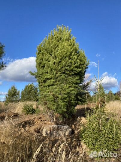 Ель/сосна/береза высшего качества оптом зкс