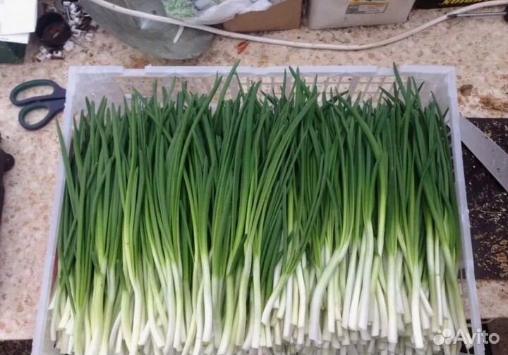 Зелень свежая.Оптом.Укроп.Петрушка.Лук зеленый