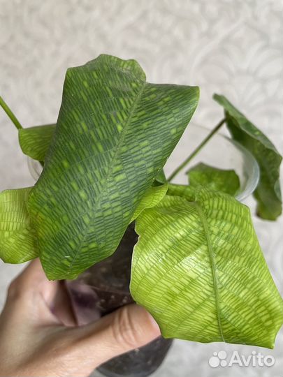 Калатея нетворк мозаичная network