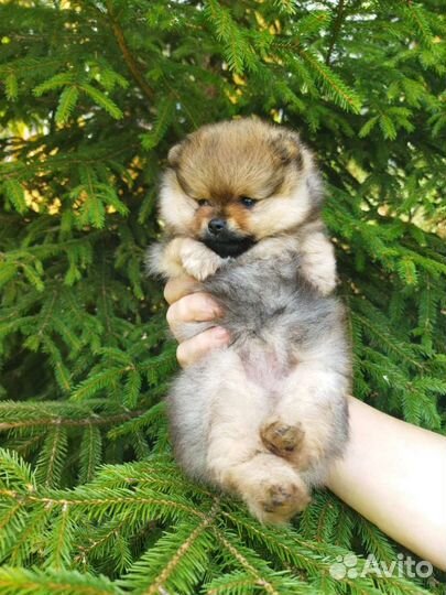 Померанский шпиц медвежьего типа