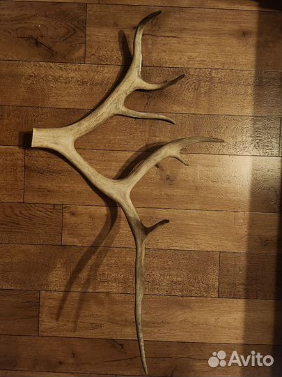 Рога оленя