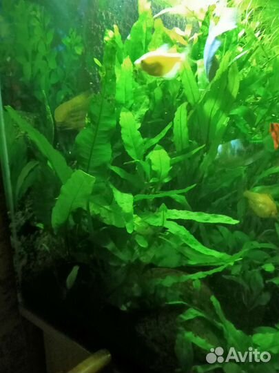 Украшение для аквариума