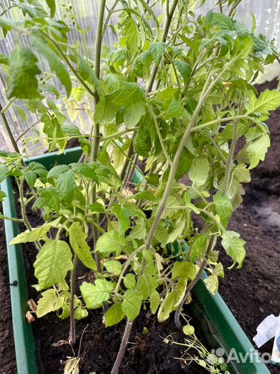 Томаты черные