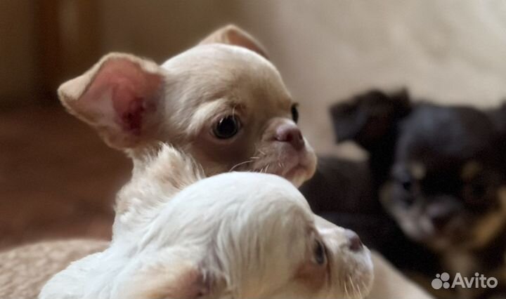 Чихуахуа чудо мальчик