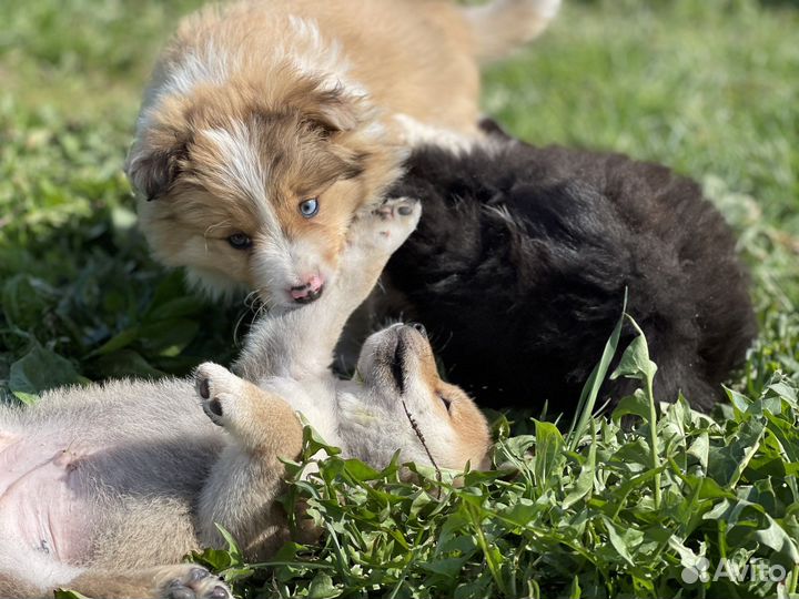 Бордер колли щенки