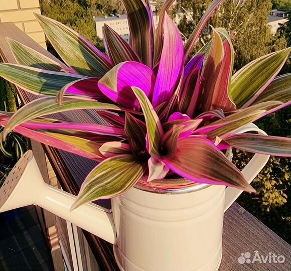 Нолина, Традесканция, хищник Жирянка