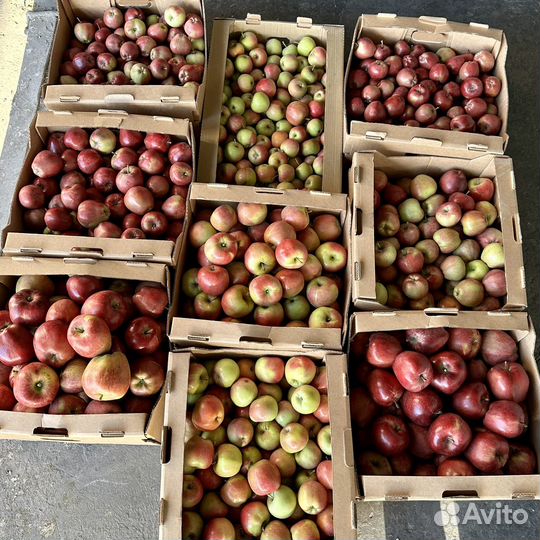 Яблоки оптом