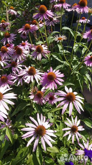 Эхинацея пурпурная