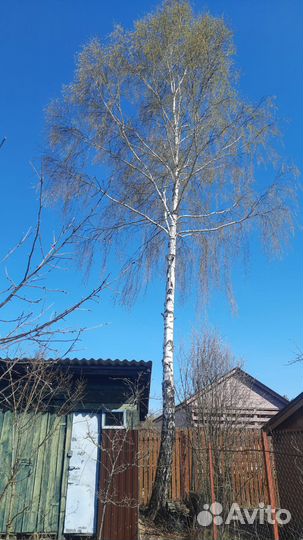 Спилить дерево