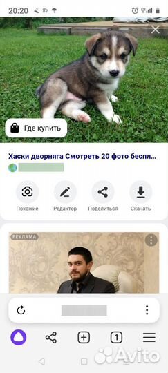 Щенки помесь