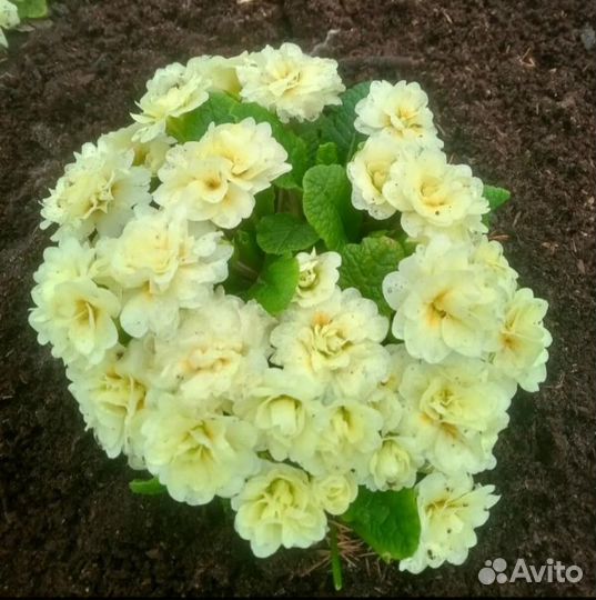 Цветы лилии,примулы