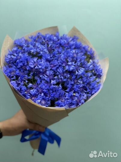 Васильки цветы