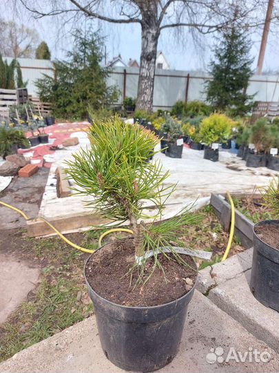 Сосна горная Carsten's Wintergold