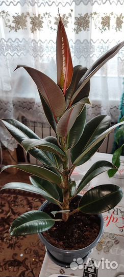 Фикус каучуконосный