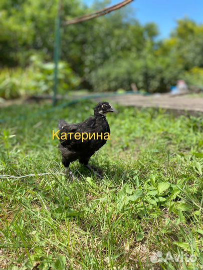 Молодняк доминант 3 вида