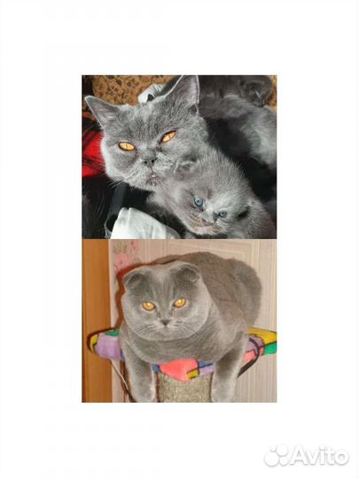 Шотландские кошечки