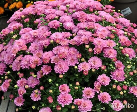 Хризантемы мультифлора