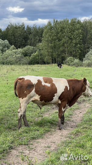 Быки герефорд и сементал