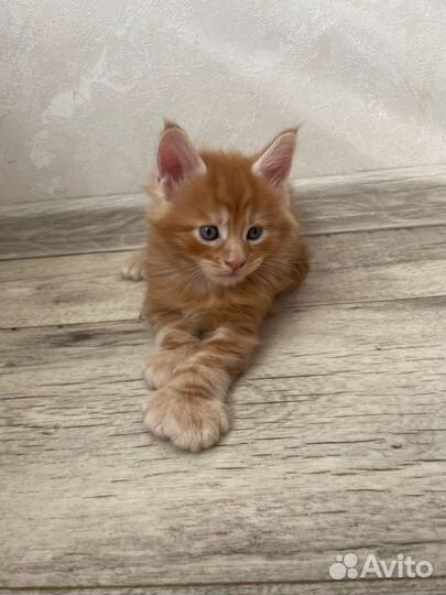 Мейн-кун полидакт (вязка)