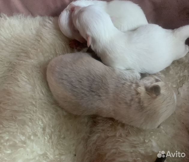 Щенки чихуахуа/ померанский шпиц