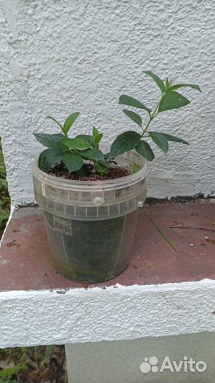 Гортензия метельчатая розовая леди pink lady