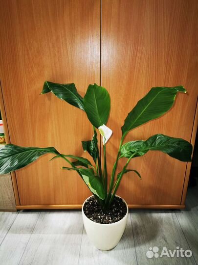 Антуриум Андре, Спатифиллум