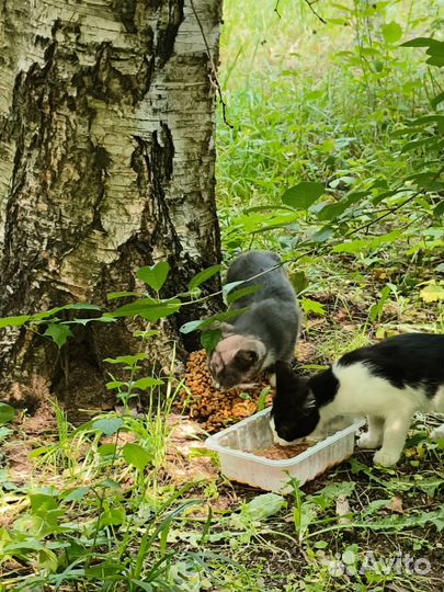 Пристройство котят