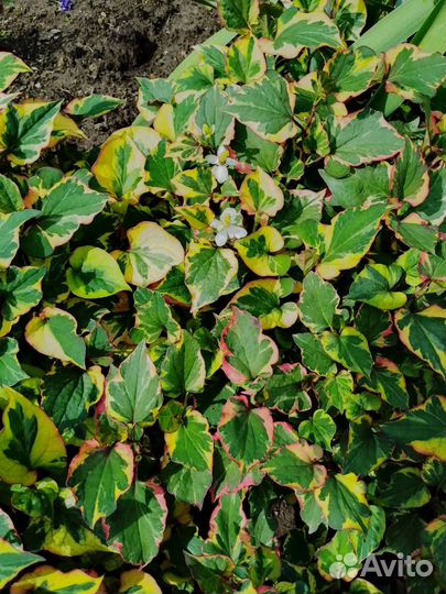 Злаки и почвопокровные