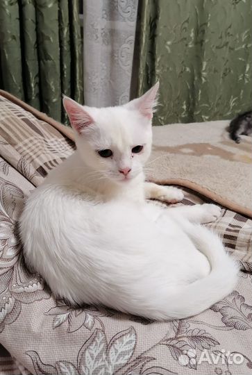 Котята в добрые руки бесплатно