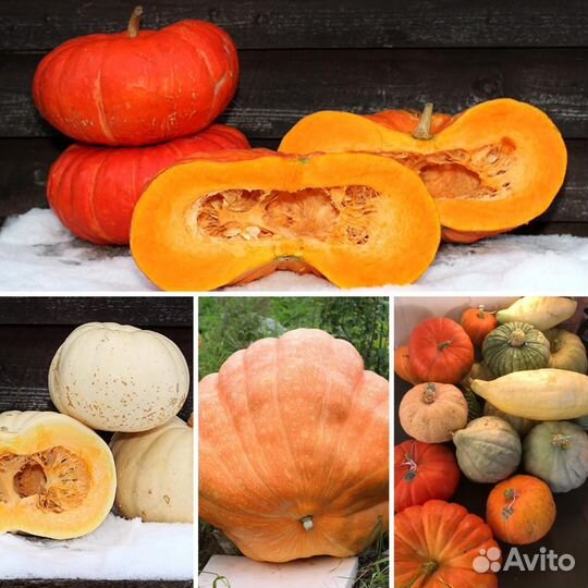 Семена сортовой тыквы