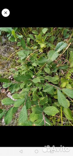 Саженцы рябины, берёз, сирени, черноплодной рябины