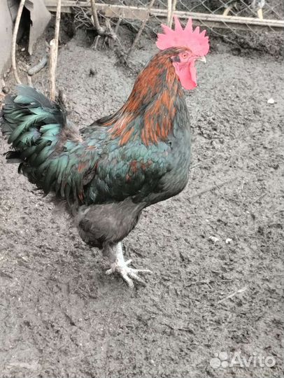 Петухи Ливенский и Маран чëрномедный