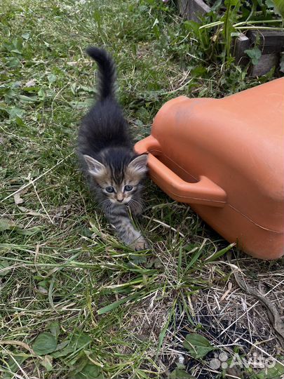 Котята в добрые руки приучены к лотку