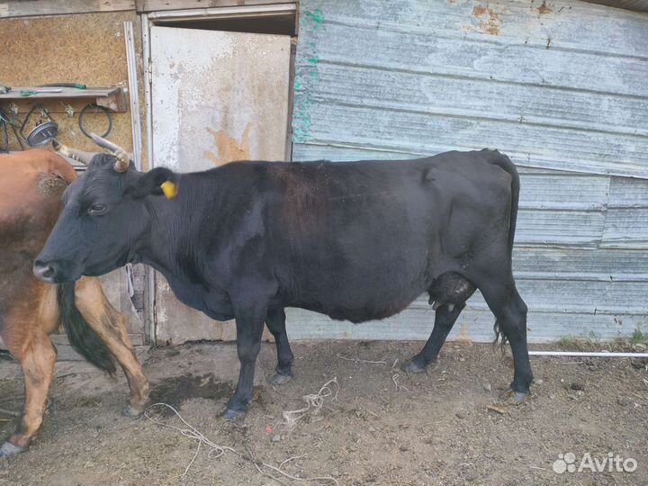Коровы дойные молочные