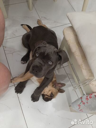 Кане Корсо щенки