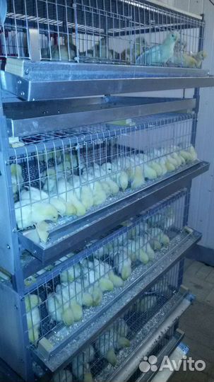 Клетки для перепелов