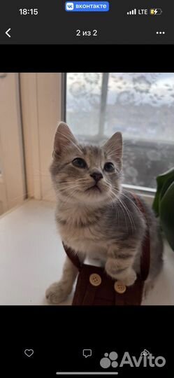 Котята в добрые руки
