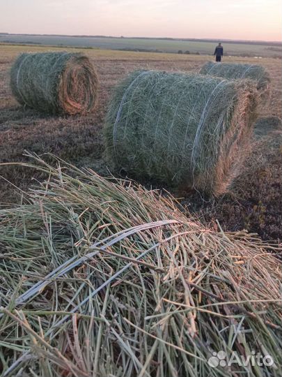 Сено в рулонах