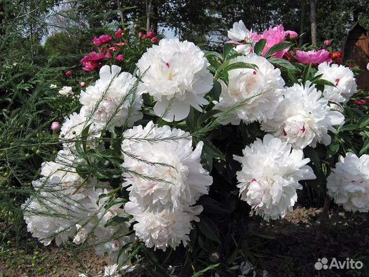 Пион фестива maxima