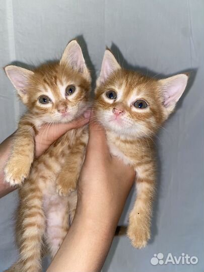 Отдадим даром в хорошие руки