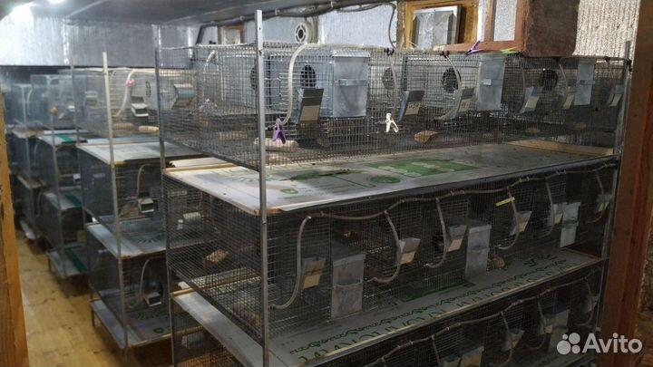 Шиншилловая ферма