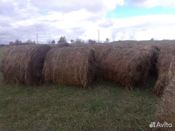 Сено в тюках
