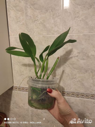 Орхидея каттлея компактная