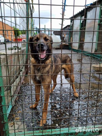 Собаки бесплатно