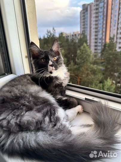 Кошечка мейн-кун