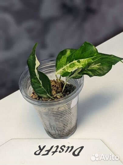 Фикусы, алоказия, монстера, филодендрон