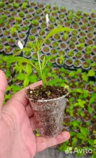 Укорененные черенки метельчатой гортензии